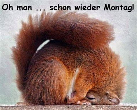 montag bild lustig|montag bilder kostenlos.